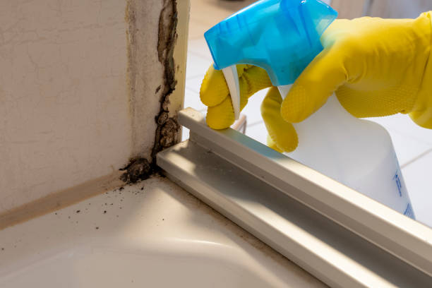 Best Commercial Mold Removal  in Gainesville, FL