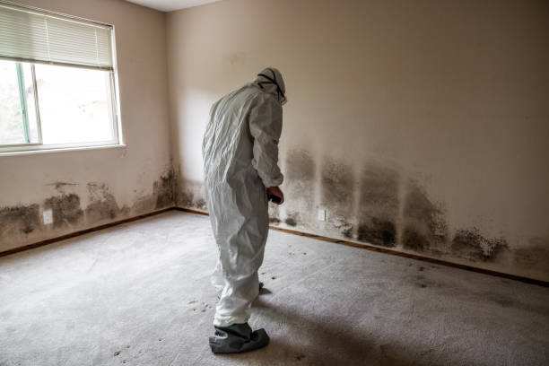 Trusted Gainesville, FL Mold Removal Experts
