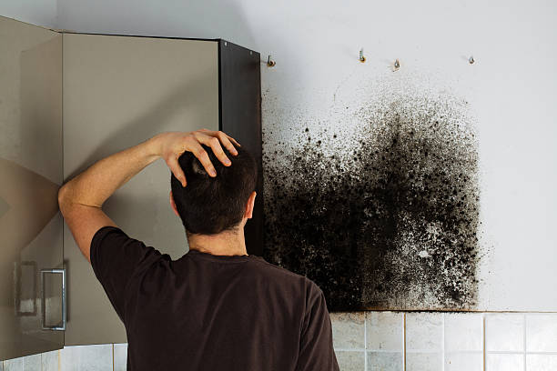 Best Fast Mold Removal  in Gainesville, FL